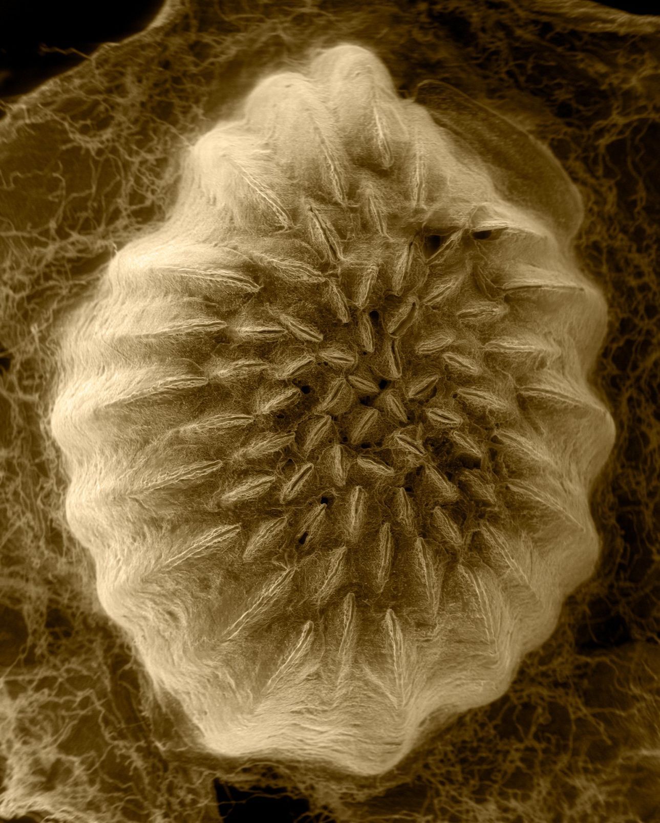 Phylloxera